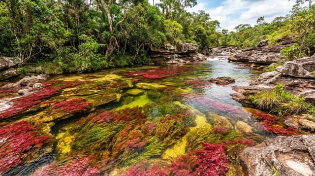 Caño Cristales abre su temporada: fechas, precios y requisitos para visitar el río de los siete colores
