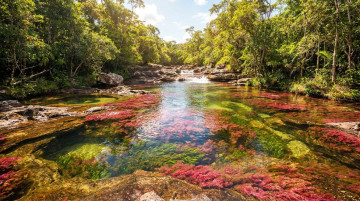 Caño Cristales abre su temporada: requisitos y tarifas para visitar el río de los siete colores