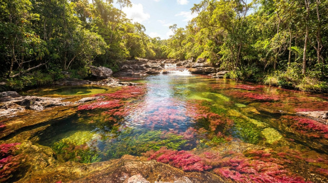 Caño Cristales abre su temporada: requisitos y tarifas para visitar el río de los siete colores