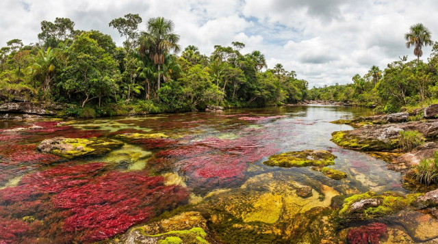 Caño Cristales abre su temporada: requisitos y tarifas para visitar el río de los siete colores