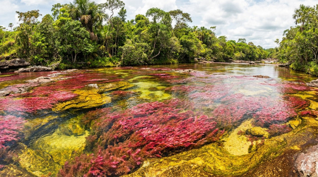 Caño Cristales abre su temporada: requisitos y tarifas para visitar el río de los siete colores