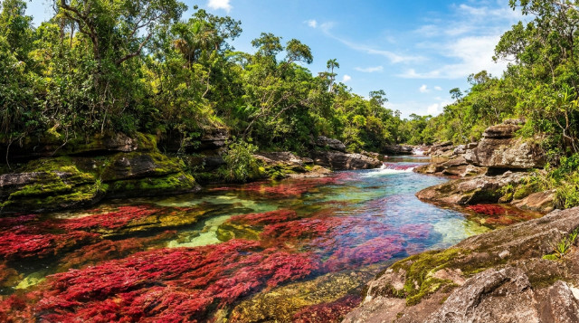 Caño Cristales abre su temporada: tarifas, requisitos y cómo visitar el río de los siete colores