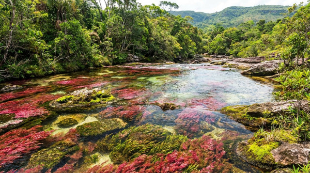 Parques Nacionales anuncia la reapertura de Caño Cristales: fechas, tarifas y cómo llegar